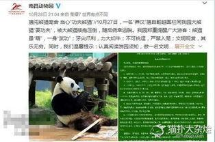 熊猫村最新爆料大赛,揭秘神秘事件,竞猜大奖等你来拿! 第3张 熊猫村最新爆料大赛,揭秘神秘事件,竞猜大奖等你来拿! 第3张